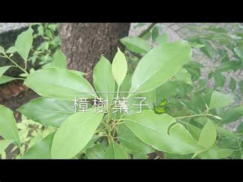 巴西木 種植|【巴西木種植】掌握秘訣！巴西木種植全攻略，打造生機蓬勃的綠。